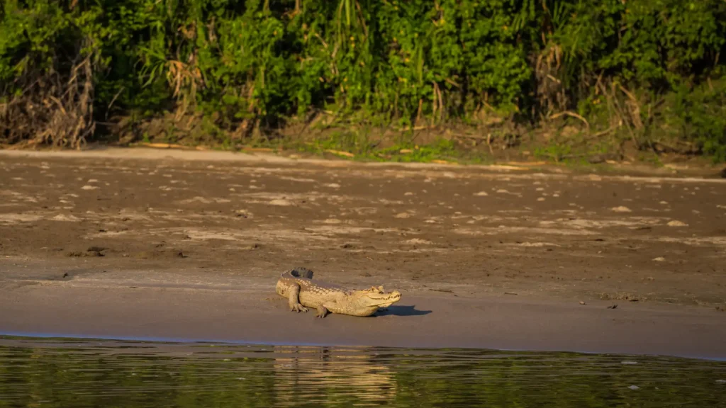 MANU NATIONAL PARK – CULTURAL ZONE 3 DAYS / 2 NIGHTS