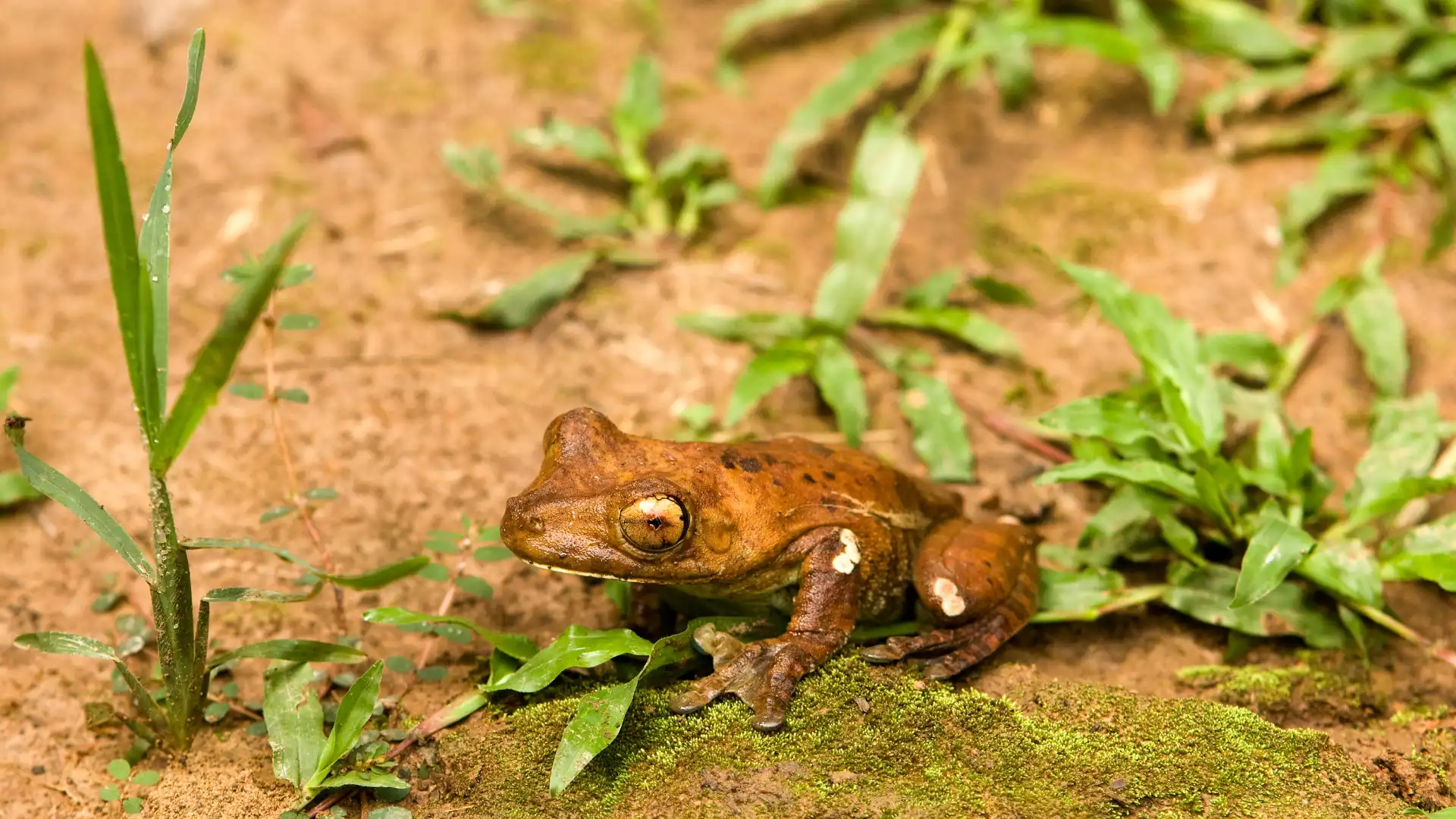 Madre de Dios & Tambopata