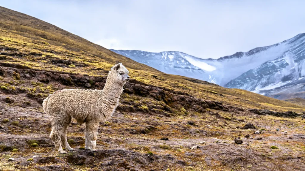 RAINBOW MOUNTAIN (VINICUNCA) FULL DAY TOUR